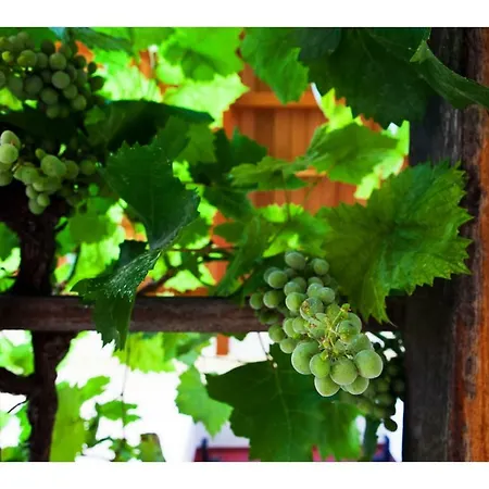 公寓 Alonissos 5 Steps Away From The Sea Kalamakia